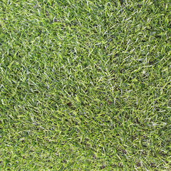 Grass carpet