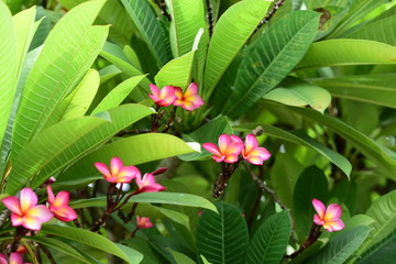 Fototapeta premium Beautiful spring flowers in the garden 