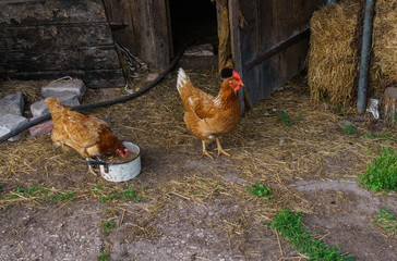 Bright live red chicken walks around the yard.Chicken pecks grain out of a bowl.