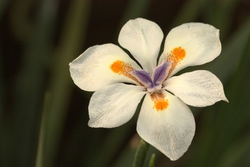 Iris blanco SMA 3