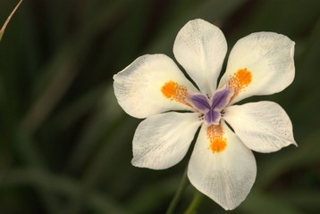 Iris blanco SMA 2