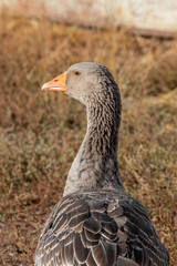 goose head