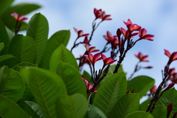 Beautiful spring flowers in the garden 