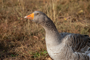 goose head