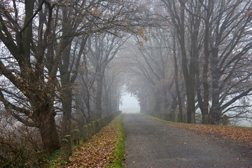 Foggy road and trees. Early morning landscape, Germany