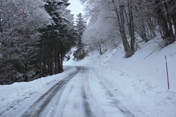 Fototapeta premium road in winter forest