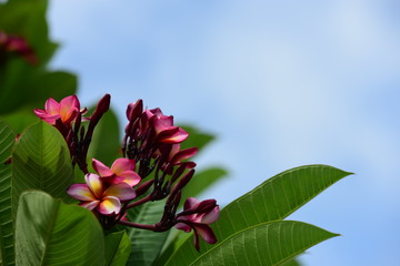 Flowers are blooming In the breeding season Has a green foliage background.white and yellow Plumeria