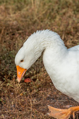 head of white goose