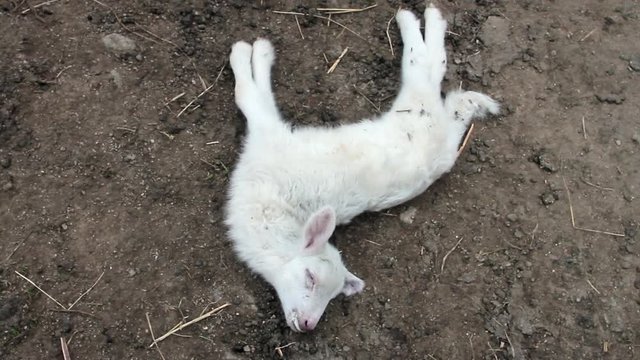 close-up little lamb dead on a dirt road with the hands of the vet touching it