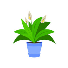 Vector flat cartoon illustration of a spathiphyllum isolated on white background, home plant in a pot