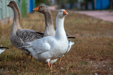 geese family