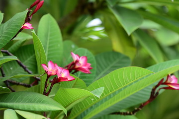 Flowers are blooming In the breeding season Has a green foliage background.white and yellow Plumeria