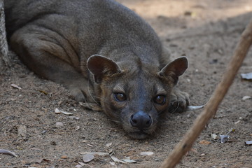 Fossa in Kirindy Reserve, Madagascar