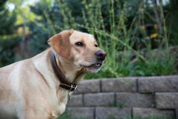 Playful Yellow Labrador Retriever playing in a back yard.