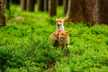 Red fox, vulpes vulpes, adult fox with young