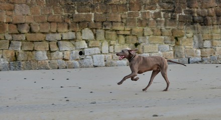A dog who si playing on a beach in Brittany