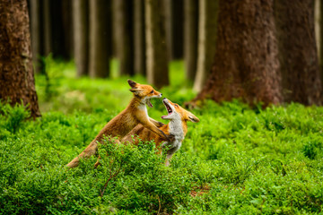 Red fox, vulpes vulpes, adult fox with young