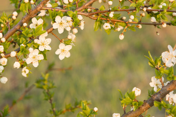 Frame with blossoming spring flowers on branches. Artistic nature backdrop
