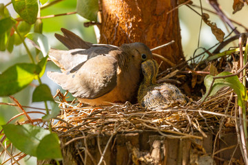 Eared Dove (Tortola Común) Laton Name: Zenaida Auriculata.