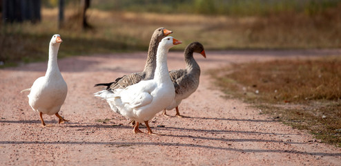 geese go down the trail