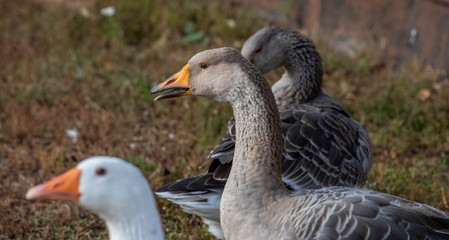 geese family