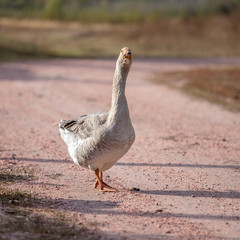 handsome goose walking on the road