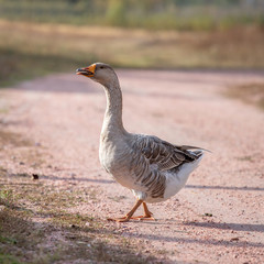 handsome goose walking on the road