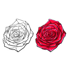 Beautiful realistic hand drawn sketch of beautiful flower of red rose, vector illustration isolated on white background
