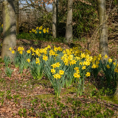 A Group Daffodils Flowering in Spring Sunshine