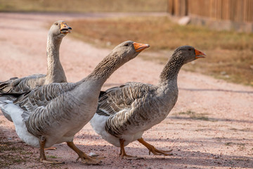 geese go down the trail