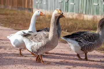 geese family