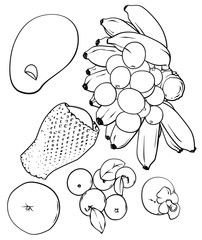 Vector set of different fruits, vector realistic hand drawn sketch illustration isolated on white background