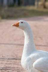 white goose