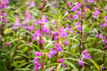 purple flowers in the garden