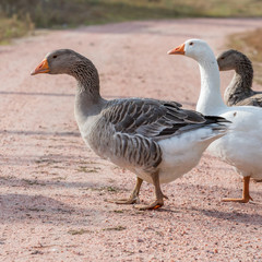 geese go down the trail