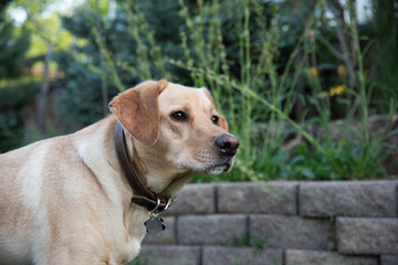 Playful Yellow Labrador Retriever playing in a back yard.