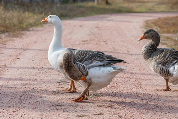 geese go down the trail