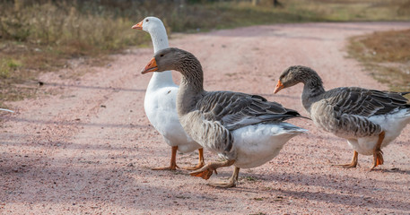 geese go down the trail
