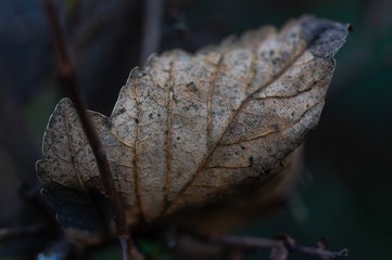 Dead leaf