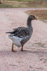 handsome goose walking on the road