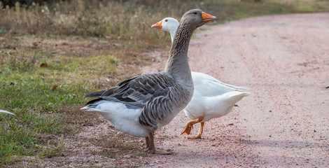 white and gray two goose