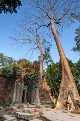 Ta Prohm Temple Trees