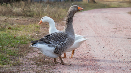 white and gray two goose
