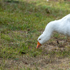 white goose eats green grass