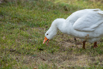white goose eats green grass