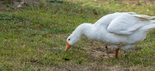 white goose eats green grass