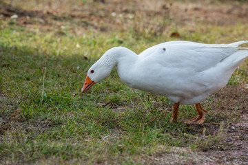 white goose eats green grass