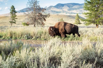 Muurstickers bizons in het nationaal park Yellowstone © Melissa