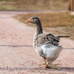 handsome goose walking on the road