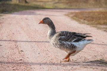 handsome goose walking on the road